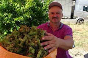 ORDU'DA TAZE FINDIK TEZGAHLARDA: KİLOSU 200 TL