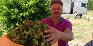 ORDU'DA TAZE FINDIK TEZGAHLARDA: KİLOSU 200 TL