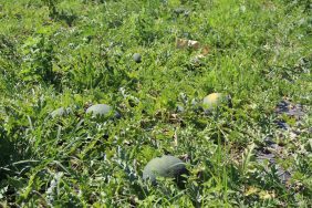 BALDAN TATLI SÜHEYLA KAVUNU YÜZ GÜLDÜRDÜ