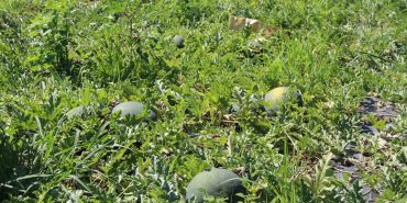 BALDAN TATLI SÜHEYLA KAVUNU YÜZ GÜLDÜRDÜ