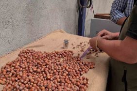 ALAPLI'DA FINDIK HASAT TARİHLERİ BELLİ OLDU