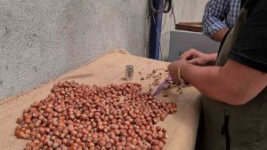 ALAPLI'DA FINDIK HASAT TARİHLERİ BELLİ OLDU