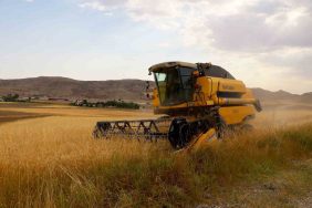 2.5 MİLYON DEKAR ALANDA EKİLDİ, 800 BİN TON ÜRÜN BEKLENİYOR