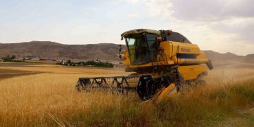 2.5 MİLYON DEKAR ALANDA EKİLDİ, 800 BİN TON ÜRÜN BEKLENİYOR