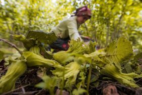 ORDU’DA FINDIK TOPLAMAYA REKOR BAŞVURU BÜYÜKŞEHİR BELEDİYESİ TARAFINDAN 5 YILDIR UYGULANAN ‘FINDIK DALDA AKLIN İŞÇİDE KALMASIN’ PROJESİNDEN 10 BİN İŞÇİ VE 3 BİN 100 BAHÇE SAHİBİ YARARLANDI