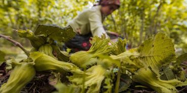 ORDU’DA FINDIK TOPLAMAYA REKOR BAŞVURU BÜYÜKŞEHİR BELEDİYESİ TARAFINDAN 5 YILDIR UYGULANAN ‘FINDIK DALDA AKLIN İŞÇİDE KALMASIN’ PROJESİNDEN 10 BİN İŞÇİ VE 3 BİN 100 BAHÇE SAHİBİ YARARLANDI