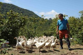 ORDU'DA ‘ALIM GARANTİLİ’ KAZ YETİŞTİRİCİLİĞİ YAYGINLAŞIYOR