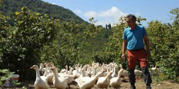 ORDU'DA ‘ALIM GARANTİLİ’ KAZ YETİŞTİRİCİLİĞİ YAYGINLAŞIYOR