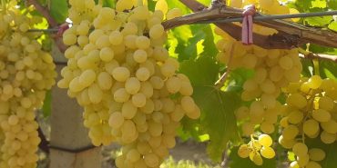 ALTIN SARISI SULTANİYE ÜZÜMÜN YOLCULUĞU BAŞLADI