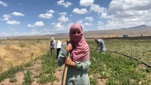 agrida-kadin-ciftciler-sicak-havalara-ragmen-seker-pancari-tarlalarinda-calisiyor-YuTk6qll.jpg