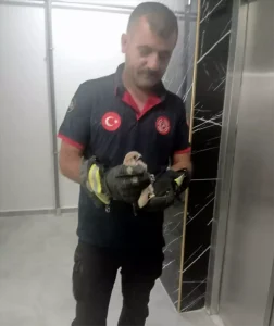 batmanda-balkon-korkuluguna-sikisan-atmaca-kurtarildi-XXKJR3Eb.jpg