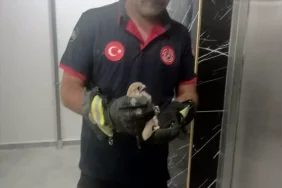 Batman'da Balkon Korkuluğuna Sıkışan Atmaca Kurtarıldı 8 batmanda-balkon-korkuluguna-sikisan-atmaca-kurtarildi-XXKJR3Eb.jpg