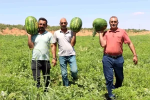yaylak-karpuzu-sanliurfanin-dondurma-tadinda-lezzeti-OunAGbzH.jpg
