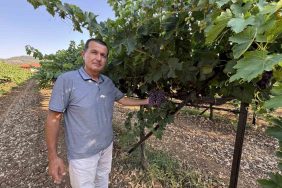 ANTALYA'DA ÜZÜMDE BU YIL YÜZDE 25 REKOLTE BEKLENİYOR AKSEKİ ÜZÜMÜ PAZARA HAZIRLANIYOR