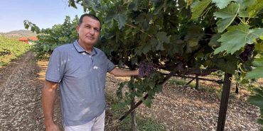 ANTALYA'DA ÜZÜMDE BU YIL YÜZDE 25 REKOLTE BEKLENİYOR AKSEKİ ÜZÜMÜ PAZARA HAZIRLANIYOR