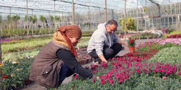 27 MİLYON 300 ADET ÇİÇEK ÜRETİMİ GERÇEKLEŞTİRİLDİ