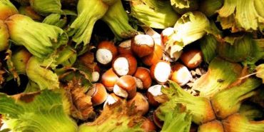 SAMSUN'DA FINDIK HASADI BAŞLADI: FİLE YÖNTEMİ MALİYETİ DÜŞÜRÜYOR, KALİTEYİ ARTIRIYOR