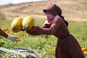 40 DERECE SICAKLIKTA KAVUN HASADI BAŞLADI: YÜKSEK VERİM, ÜRETİCİNİN YÜZÜNÜ GÜLDÜRDÜ