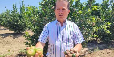 REKOR SICAKLAR NARENCİYE ÜRÜNLERİNDE YANIKLAR OLUŞTURDU YÜREĞİR ZİRAAT ODASI BAŞKANI MEHMET AKIN DOĞAN: "İKLİM DEĞİŞİKLİĞİ, TARIMSAL FAALİYETLERİ TEHDİT EDİYOR" ÇİFTÇİ İBRAHİM DARDOĞAN: "BÖYLE BİR AFET DAHA ÖNCE OLMAMIŞTI"