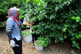 Limonda fiyatı düşürecek hasat başladı 10 LİMONDA FİYATI DÜŞÜRECEK HASAT BAŞLADI YÜREĞİR ZİRAAT ODASI BAŞKANI MEHMET AKIN DOĞAN: "HASAT TARİHİ AÇIKLANMADI ANCAK HASADA BAŞLAMASAYDIK 2 HAFTA SONRA ÜLKEDE LİMON KALMAZDI" "BAHÇEDE FİYATLAR 20-40 LİRA ARASINDA"