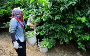 LİMONDA FİYATI DÜŞÜRECEK HASAT BAŞLADI YÜREĞİR ZİRAAT ODASI BAŞKANI MEHMET AKIN DOĞAN: "HASAT TARİHİ AÇIKLANMADI ANCAK HASADA BAŞLAMASAYDIK 2 HAFTA SONRA ÜLKEDE LİMON KALMAZDI" "BAHÇEDE FİYATLAR 20-40 LİRA ARASINDA"