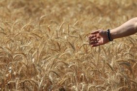 DÜNYA TAHIL ÜRETİM TAHMİNLERİNDE KESKİN ARTIŞ