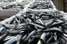 2025-2026 AV SEZONUYLA İLGİLİ HAMSİ AVCILIĞINDA KOTA BELİRLENDİ TARIM VE ORMAN BAKANLIĞI’NCA YAYIMLANAN TALİMATLA 400 BİN TON HAMSİ AVINA İZİN VERİLDİ