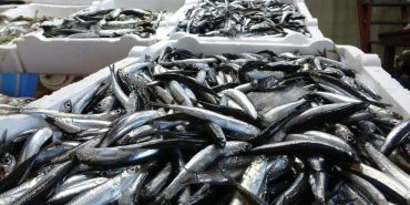 2025-2026 AV SEZONUYLA İLGİLİ HAMSİ AVCILIĞINDA KOTA BELİRLENDİ TARIM VE ORMAN BAKANLIĞI’NCA YAYIMLANAN TALİMATLA 400 BİN TON HAMSİ AVINA İZİN VERİLDİ