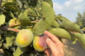 CENNET HURMASI ÜRETİCİLERİNE "AKDENİZ MEYVE SİNEĞİ" UYARISI