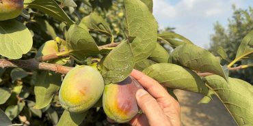 CENNET HURMASI ÜRETİCİLERİNE "AKDENİZ MEYVE SİNEĞİ" UYARISI