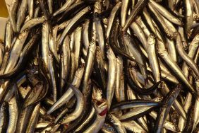 HAMSİYİ TEZGAHTA ERKEN GÖREN BALIKÇI SEVİNSİN Mİ ÜZÜLSÜN MÜ BİLEMEDİ BALIK SEZONU BAŞLAYALI HENÜZ BİR HAFTA OLMADI AMA YILIN İLK HAMSİSİ TEZGÂHLARDA YERİNİ ALDI