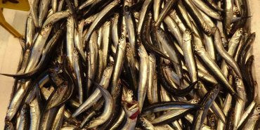 HAMSİYİ TEZGAHTA ERKEN GÖREN BALIKÇI SEVİNSİN Mİ ÜZÜLSÜN MÜ BİLEMEDİ BALIK SEZONU BAŞLAYALI HENÜZ BİR HAFTA OLMADI AMA YILIN İLK HAMSİSİ TEZGÂHLARDA YERİNİ ALDI