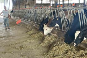 SÜT ÜRETİCİLERİNDEN 'YEM DAYATMASI'NA TEPKİ