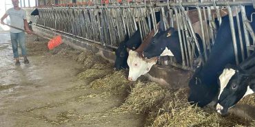 SÜT ÜRETİCİLERİNDEN 'YEM DAYATMASI'NA TEPKİ