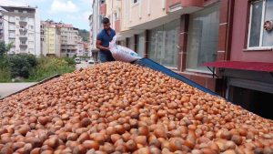 FINDIK İHRACATINDA ÇITA YÜKSELİYOR TÜRKİYE, FINDIK İHRACATINDAN ÇEYREK ASIRDA 42 MİLYAR DOLAR DÖVİZ KAZANDI