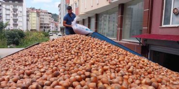 FINDIK İHRACATINDA ÇITA YÜKSELİYOR TÜRKİYE, FINDIK İHRACATINDAN ÇEYREK ASIRDA 42 MİLYAR DOLAR DÖVİZ KAZANDI