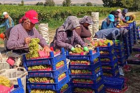 Sarıgöl’de üzüm hasadı aralıksız sürüyor 10 SARIGÖL'DE ÜZÜM HASADI ARALIKSIZ SÜRÜYOR