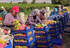SARIGÖL'DE ÜZÜM HASADI ARALIKSIZ SÜRÜYOR