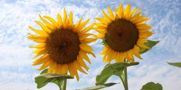 AYÇİÇEK ALIM FİYATLARI AÇIKLANDI