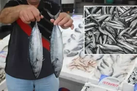 9f8bcefb-8ft48xmrt3i5j8zymped96