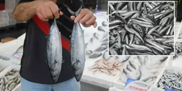 9f8bcefb-8ft48xmrt3i5j8zymped96