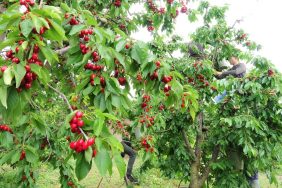 TOKAT'IN ÖZEL KİRAZI ÜRÜN VERMEDİ, 5 MİLYON DOLARLIK KAYIP YAŞANDI