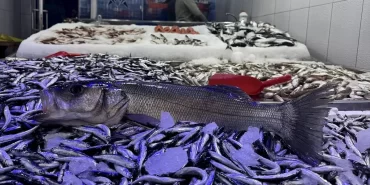 hamsi-avciligi-hem-balikciyi-hem-tuketiciyi-m-19074059_amp