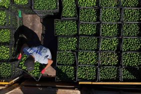 YEŞİL BODRUM MANDALİNİ TÜRKİYE’NİN DÖRT BİR YANINA ULAŞIYOR