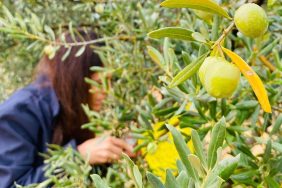 MANİSA’DA ZEYTİNCİLERE ÇİFTE UYARI MANİSA’DA ZEYTİNCİLERE ÇİFTE UYARI: ‘HALKALI LEKE’ VE ‘ZEYTİN SİNEĞİ’ TEHLİKESİ