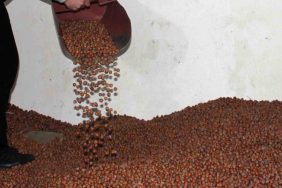 FINDIKTA SERBEST PİYASA DÜŞÜŞTE, TARIM KREDİ EN YÜKSEK ALIMI YAPIYOR