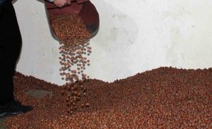 FINDIKTA SERBEST PİYASA DÜŞÜŞTE, TARIM KREDİ EN YÜKSEK ALIMI YAPIYOR