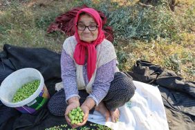Zeytin hasadına asırlık ağaçlardan başlandı 9 ZEYTİN HASADINA ASIRLIK AĞAÇLARDAN BAŞLANDI