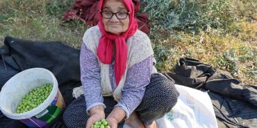 ZEYTİN HASADINA ASIRLIK AĞAÇLARDAN BAŞLANDI