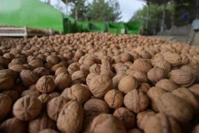 Denizli’de sezonun ilk ceviz hasadı Tavas’ta yapıldı 5 DENİZLİ'DE SEZONUN İLK CEVİZ HASADI TAVAS'TA YAPILDI